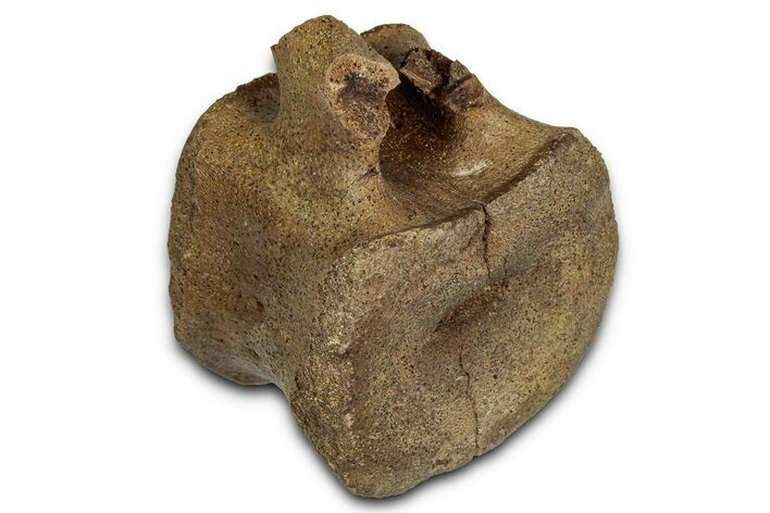Hadrosaur (Edmontosaurus) Caudal Vertebra Centrum - Wyoming #357059